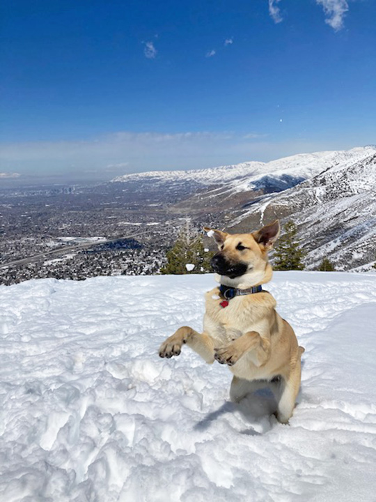 chinook dog