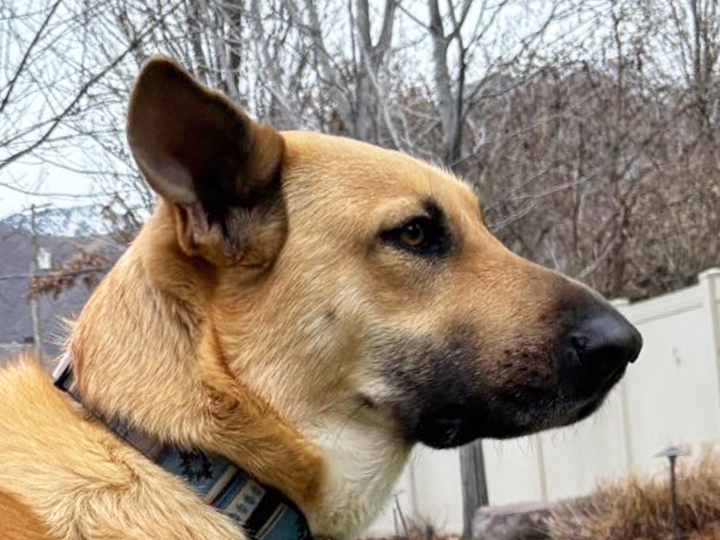 chinook dog