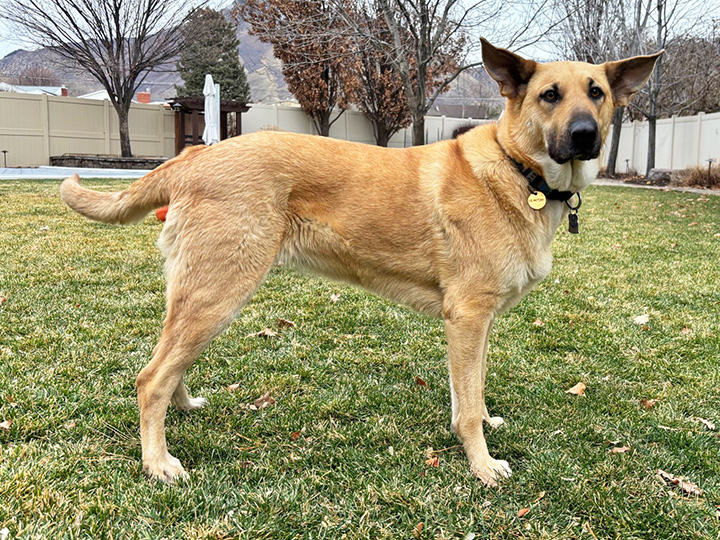 chinook dog