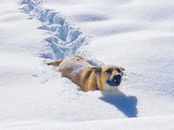 chinook dog