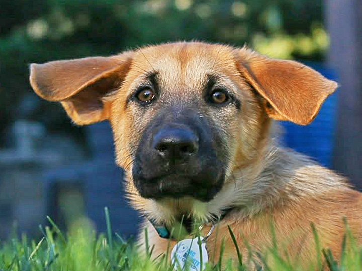 chinook dog