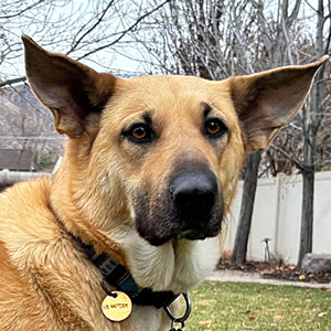 chinook dog