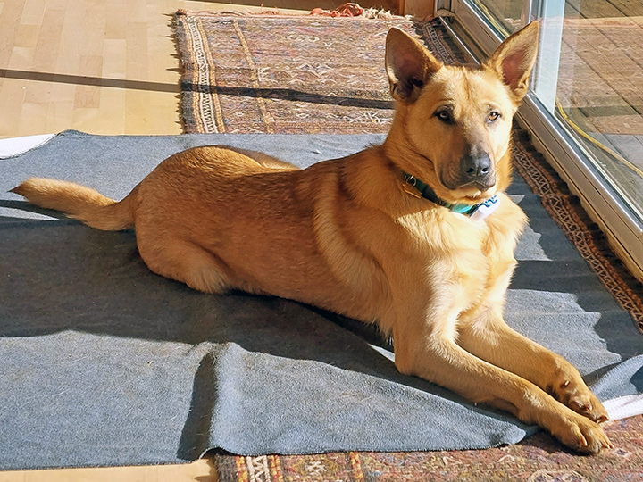 chinook dog