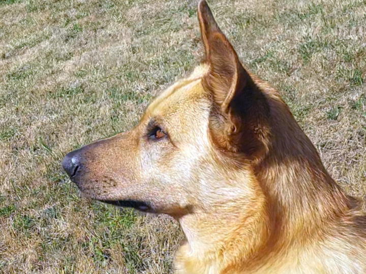 chinook dog