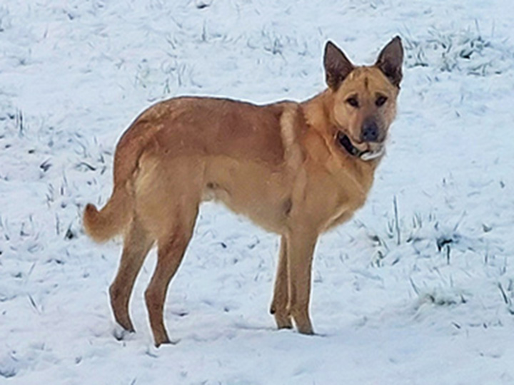 chinook dog