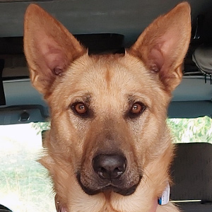 chinook dog