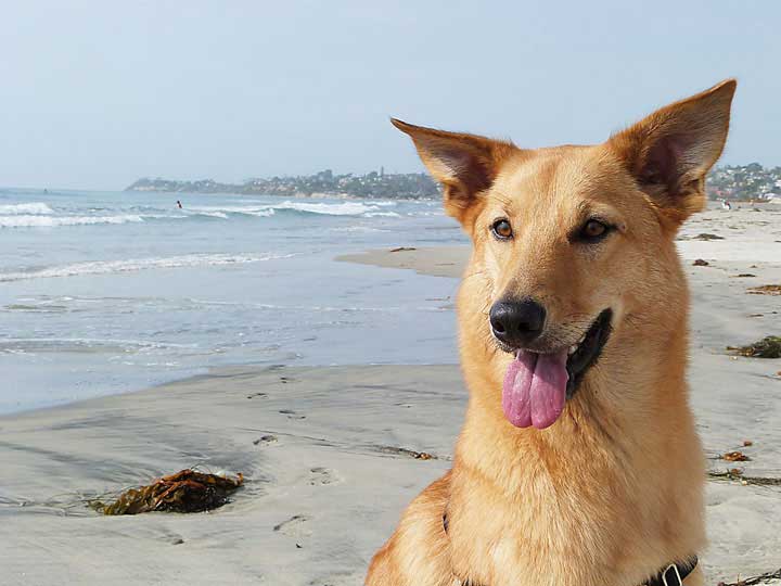 chinook dog